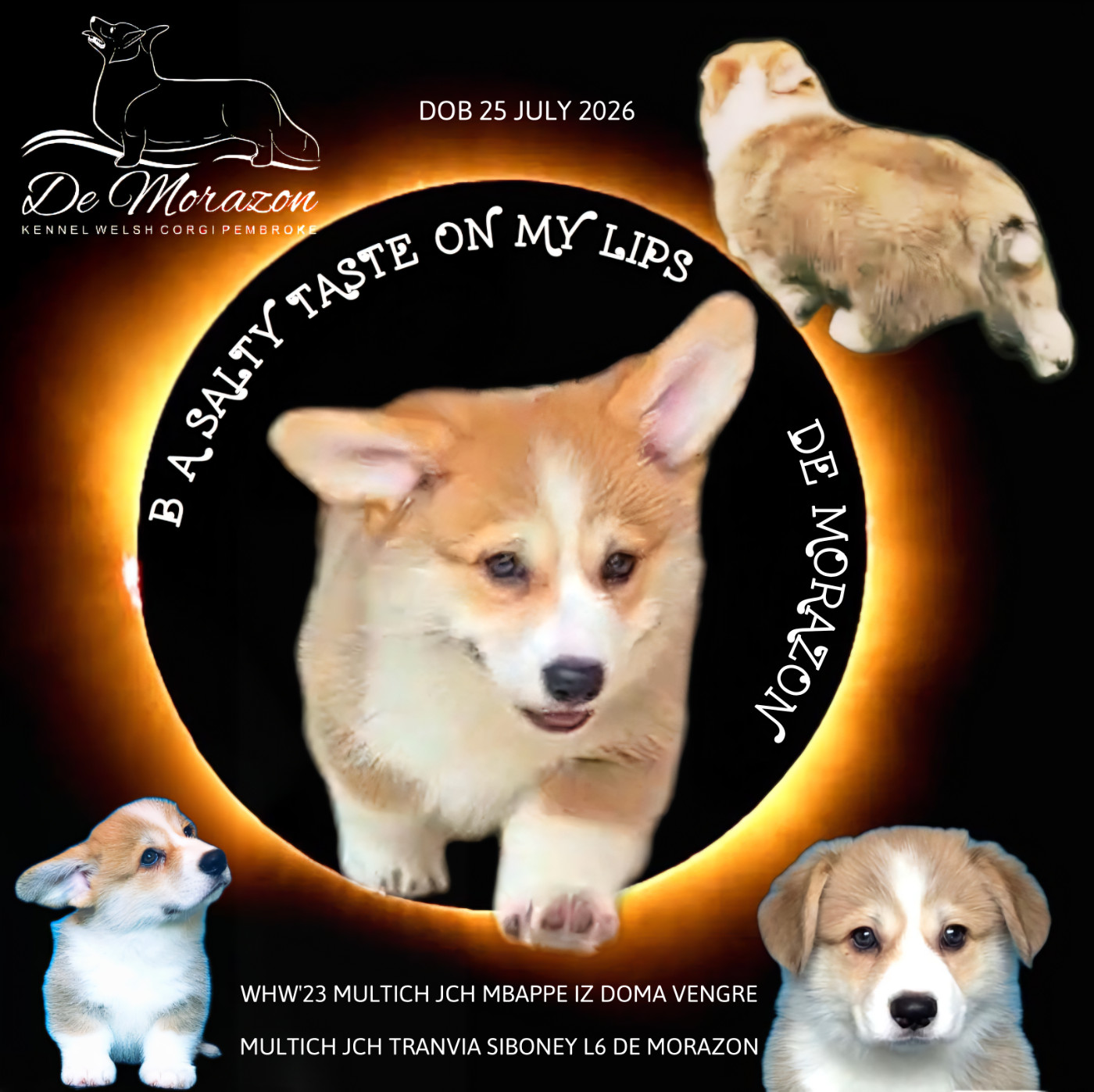 BOOGIE - CHIOT DISPONIBLE