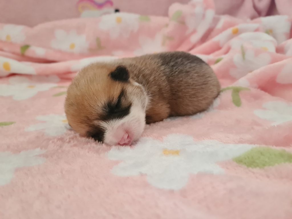 De Morazon - Chiots disponibles - Welsh Corgi Pembroke
