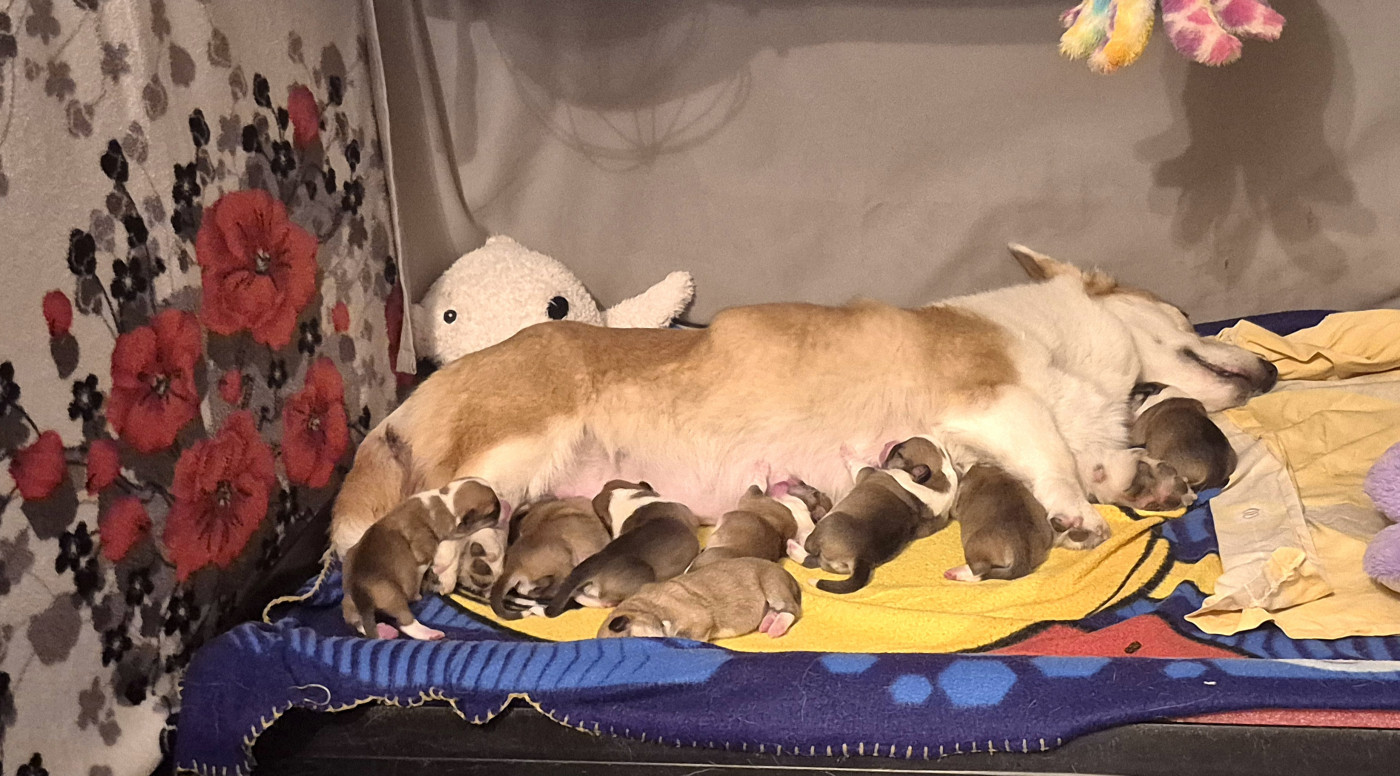 Chiot Welsh Corgi Pembroke De Morazon