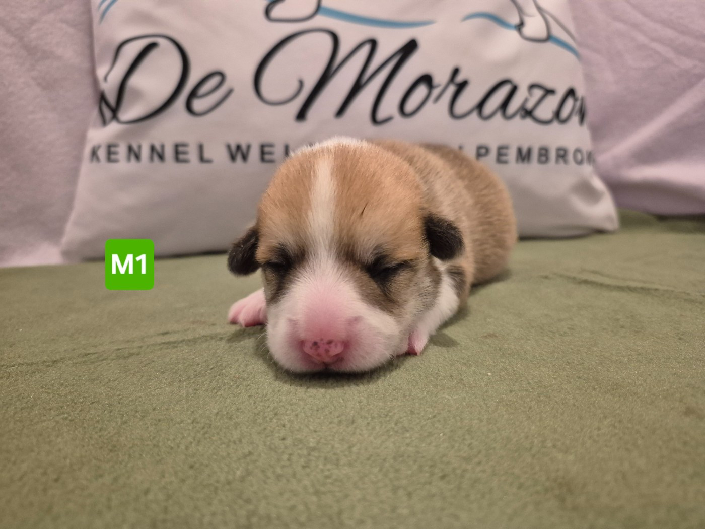 De Morazon - Chiots disponibles - Welsh Corgi Pembroke
