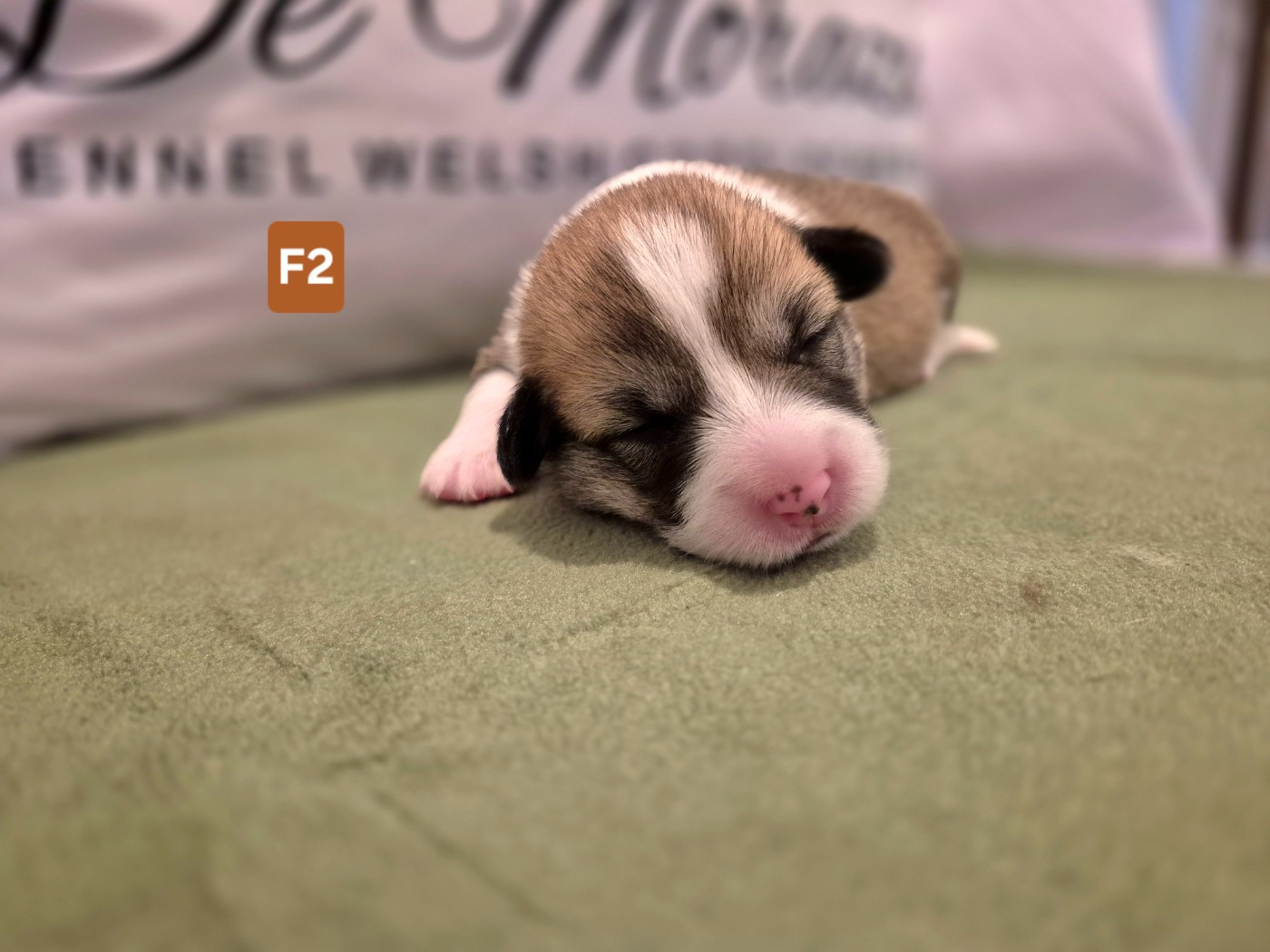 De Morazon - Chiots disponibles - Welsh Corgi Pembroke