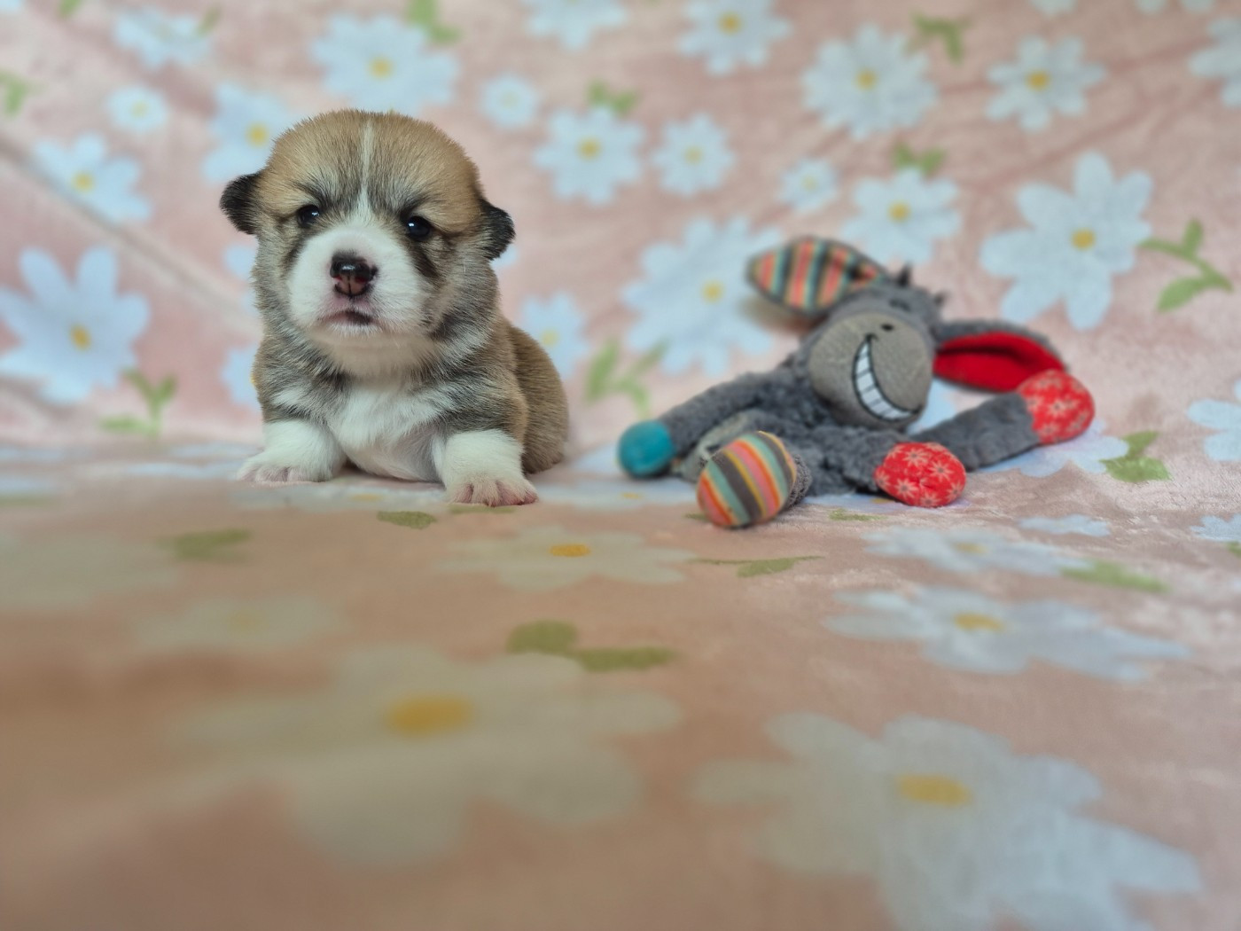 De Morazon - Chiots disponibles - Welsh Corgi Pembroke