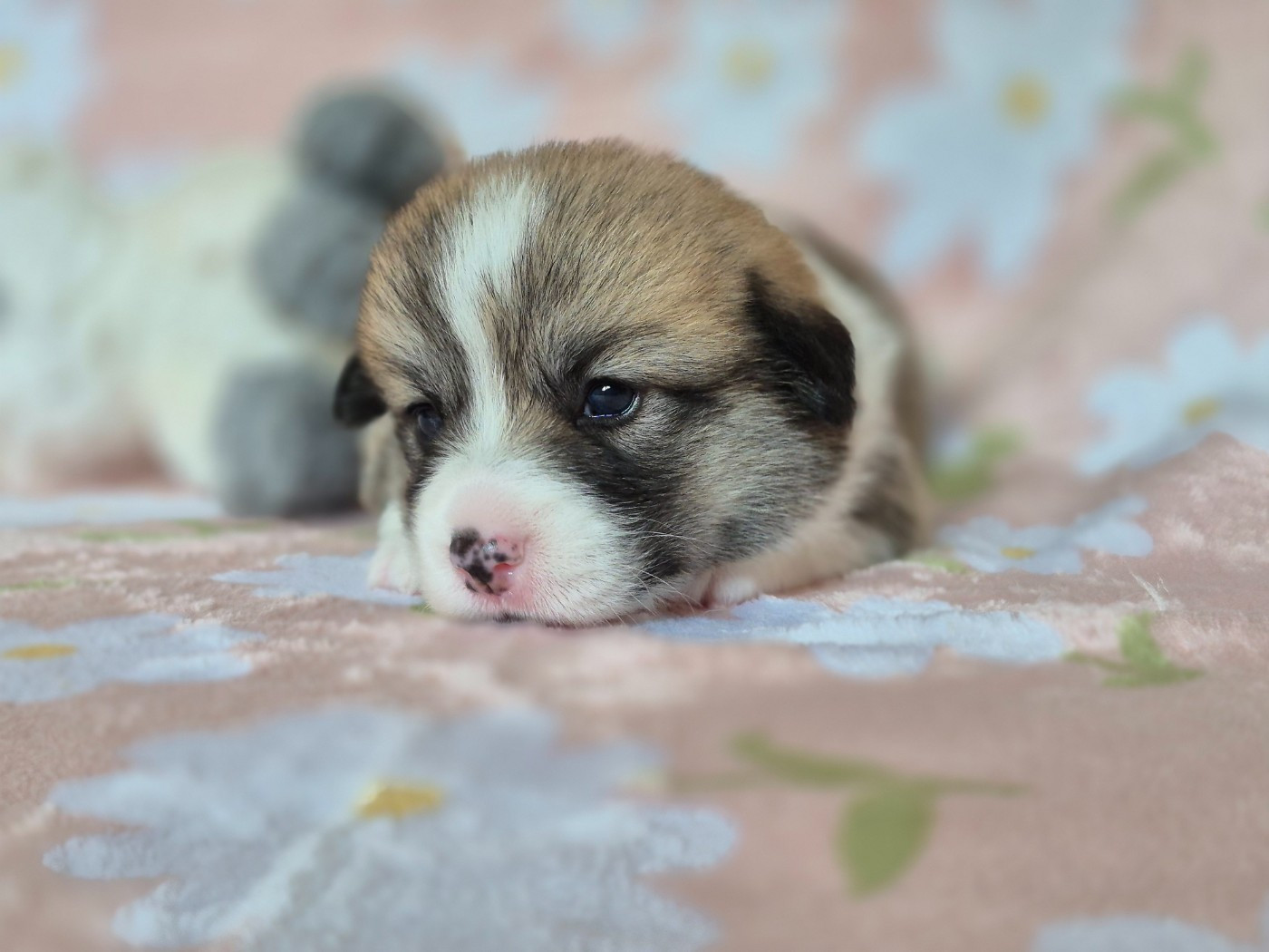 De Morazon - Chiots disponibles - Welsh Corgi Pembroke