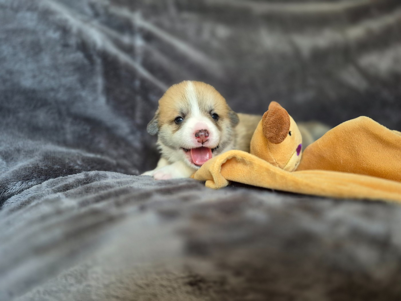 De Morazon - Chiots disponibles - Welsh Corgi Pembroke