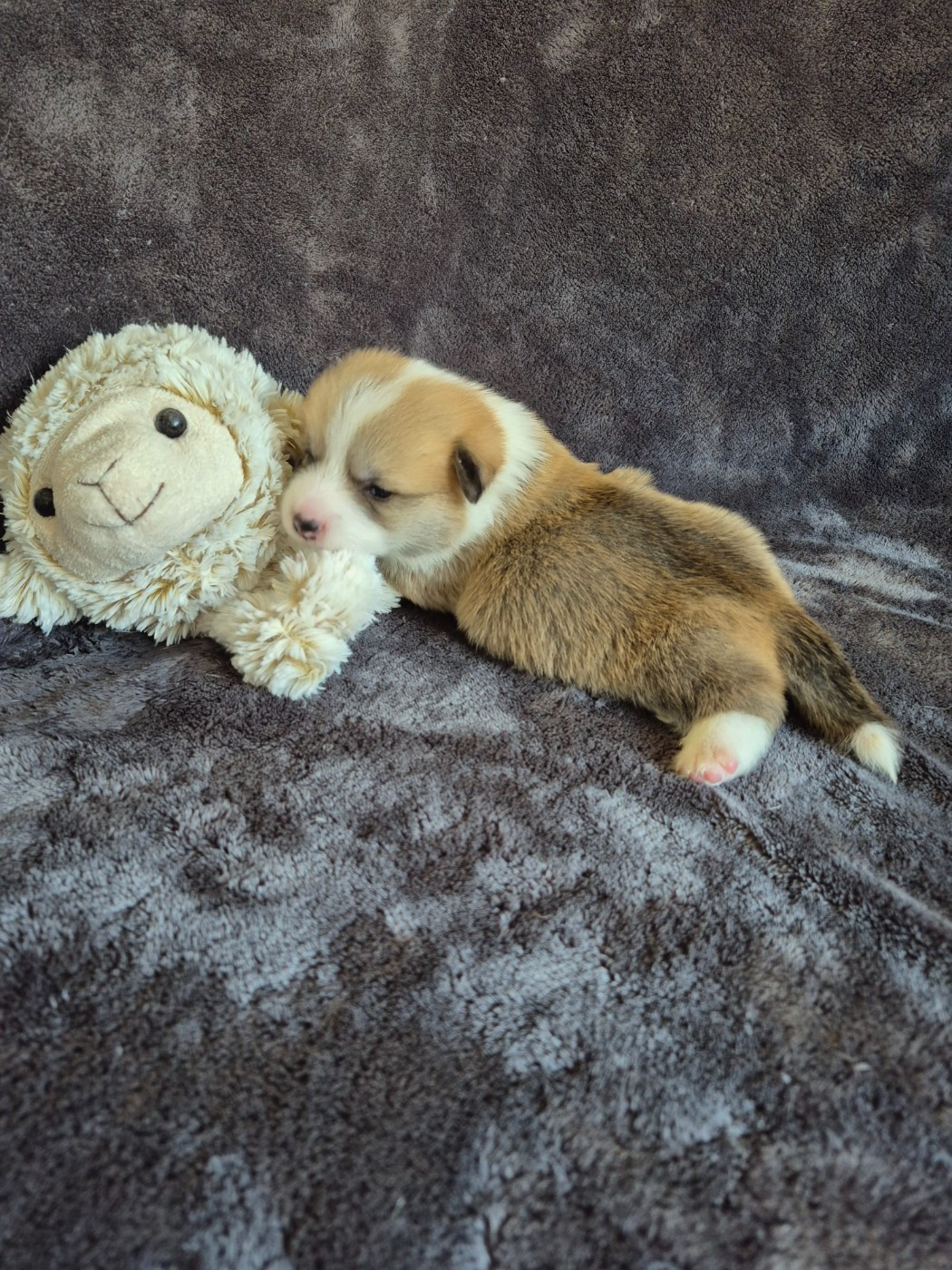 De Morazon - Chiots disponibles - Welsh Corgi Pembroke