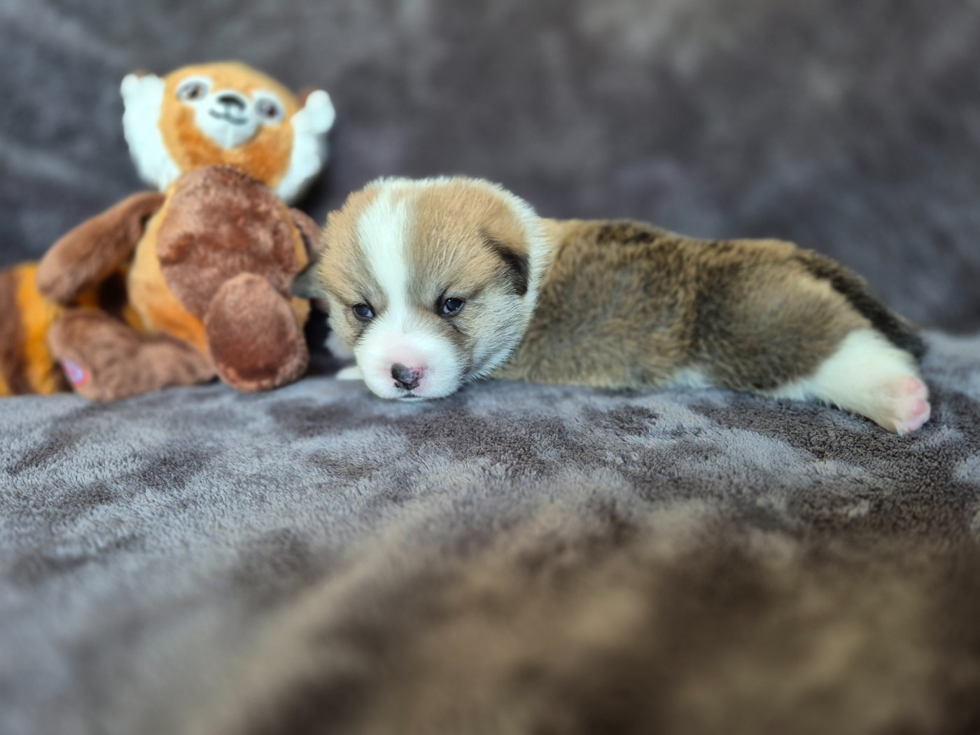 De Morazon - Chiots disponibles - Welsh Corgi Pembroke