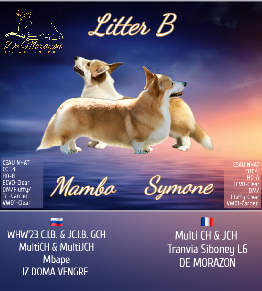 Chiot Welsh Corgi Pembroke De Morazon