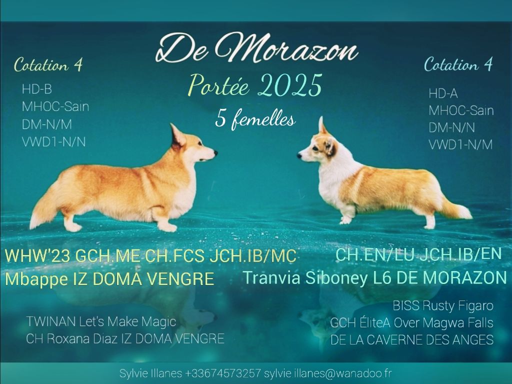 De Morazon - Welsh Corgi Pembroke - Portée née le 04/05/2025