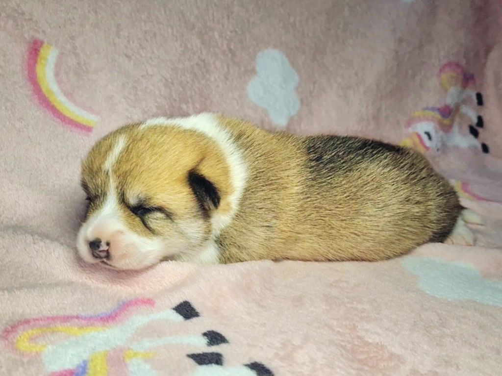 De Morazon - Chiots disponibles - Welsh Corgi Pembroke