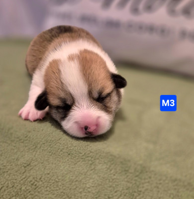 Chiot N°4