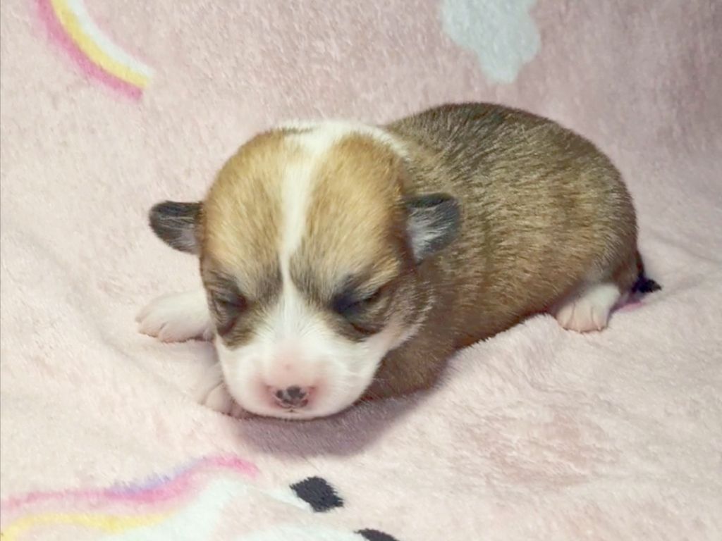 De Morazon - Chiots disponibles - Welsh Corgi Pembroke
